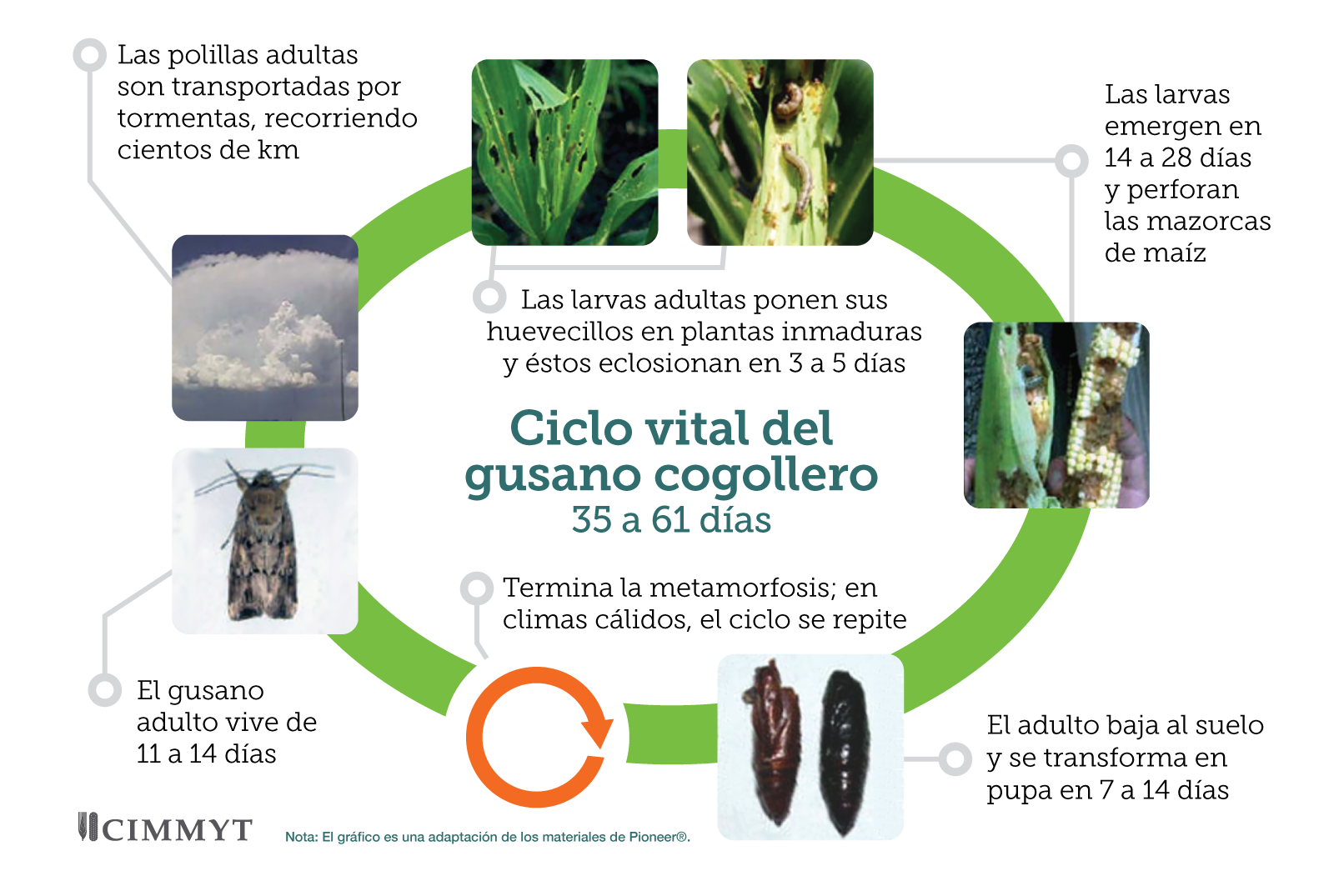 El uso de tierra de diatomeas reduce 80% la incidencia del gusano cogollero  en Puebla – CIMMYT