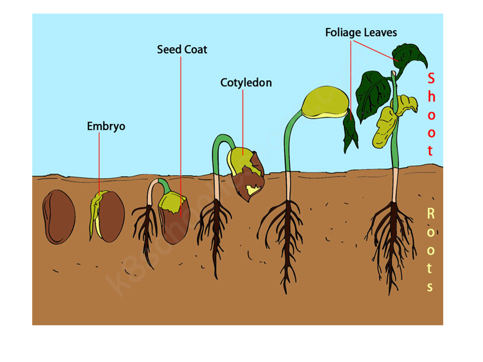 implicar Si Realizable Químicos mitigan toxicidad del cobre en germinación de semillas